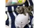 Adorable Marmoset Monkeys for Sale