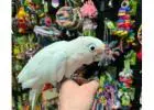 Cockatoo Parrots for Sale – Talking & Tame