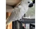 Cockatoo Parrots – Ready for New Homes