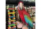 Blue and Gold Macaw for Sale – Vibrant & Social