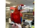 Buy Blue & Gold Macaws – Hand-Raised Parrots