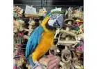 Stunning Macaws for Sale – Blue & Gold Beauty