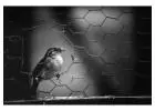 Sturdy Chicken Wire Mesh Fence for Sale – Best Rates Available