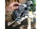 African Grey Parrots for Sale – Excellent Talkers