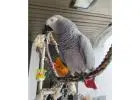Talking African Greys for Sale – Healthy & Tame