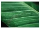 Leading Shade Net Suppliers in Dubai – Wholesale & Retail Supply Available