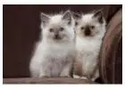 Ragdoll Kittens for Sale – Soft, Sweet & Social