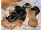 Maine Coons Kittens Available – Sweet & Healthy