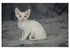Sphynx & Devon Rex Cats for Sale