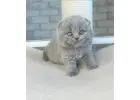 Scottish Fold & Straight Kittens – Cute & Calm