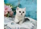 Adorable Scottish Fold & Straight Cats for Sale