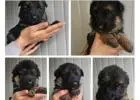 German Shepherd Puppies – Loyal & Protective