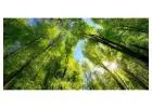 Bald Cypress Glenview