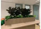 Vibrant Office Plants for a Healthier, Greener Workplace