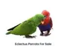 Parrots eggs and chicks for sale