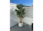 Bring Timeless Greenery Into Your Space With Realistic Artificial Plants