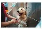 Best Dog Boarding Service in Arncliffe