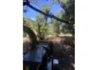 Best Tree Removals in Whakamārama