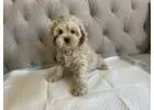 Adorable male cockapoo puppies available now at Valley Poo