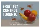 Best Fruit Fly Control Toronto – Same-Day Pest Relief