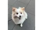 Best Pet Services in Five Dock