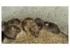 Best Rodent Pest Control service in Bondi