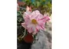 Brighten Your Space with Gorgeous Single Petal Adenium