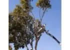 Best Tree Services in Trinity Park