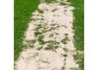 Best Rated Wholesalers Artificial Grass Perth Near You