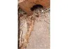 Best Termite Control service in Bowral