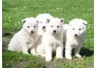 German Shepherd Puppies for Sale – Loyal, Intelligent & Well-Trained