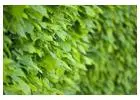 Premium Melbourne Indoor Plants – Freshen Up Your Space Today!