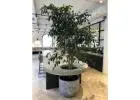 Affordable Melbourne Plant Hire for Events & Offices