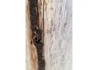 Best Termite Control service in Port Macquarie