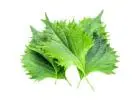 Buy Fresh Shiso Leaves online Dubai | Fresh Focus