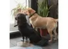 Expert Pet Door Sales and Installation in Sacramento – Pet Independence