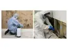 Melbourne’s Best Mould Inspection and Testing Services