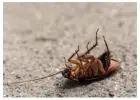 Best Commercial Pest Control service in Canning Vale