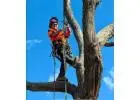 Best Arborist service in Kambah