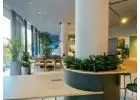 Affordable Indoor Office Plants Melbourne 