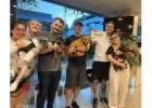 Best service for Dog Training in Mosman