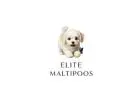 Adorable Maltipoo Puppies for Sale – Find Your Perfect Companion
