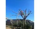 Best Tree Lopping service in Chermside