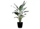 Affordable Office Plant Hire Melbourne – Stylish Indoor Plants for Your Workspace