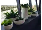Affordable Plant Hire – Stylish Greenery for Homes, Offices & Events