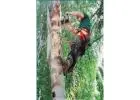 Best Arborist service in Torquay