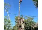Best Tree Lopping in Carramar