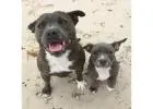 American Bully and American Pitbull Terrier Puppies for sale |