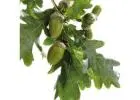 Shop Oak Trees Online | Free Delivery, Planting & 1-Year Warranty