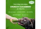 best pet food for overweight dogs dubai